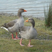Greylag Goose